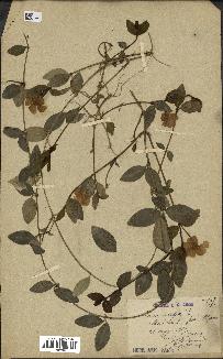 spécimen de Vinca difformis