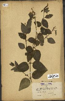 spécimen de Vinca difformis