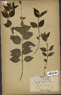 spécimen de Vinca difformis