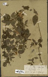 spécimen de Vinca difformis
