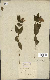 spécimen de Vinca difformis
