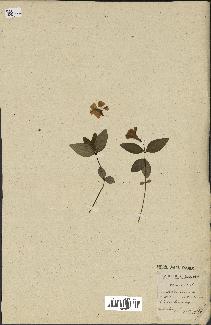 spécimen de Vinca minor
