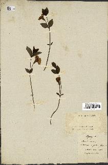 spécimen de Vinca minor