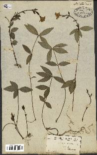 spécimen de Vinca minor