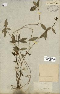 spécimen de Vinca minor
