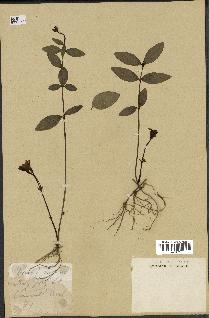 spécimen de Vinca minor