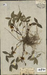 spécimen de Vinca minor