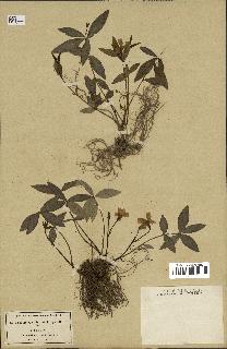 spécimen de Vinca minor