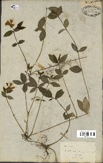 spécimen de Vinca minor