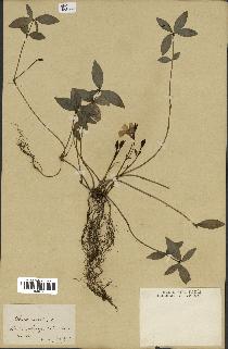 spécimen de Vinca minor