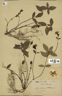 spécimen de Vinca minor