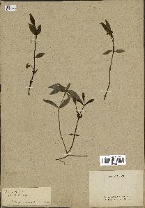 spécimen de Vinca minor