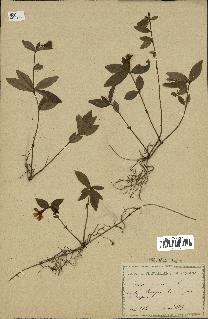 spécimen de Vinca minor