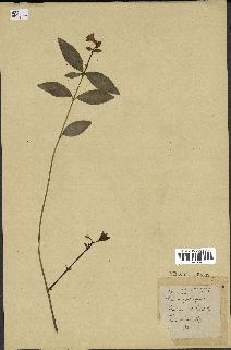 spécimen de Vinca minor