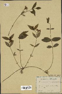 spécimen de Vinca minor