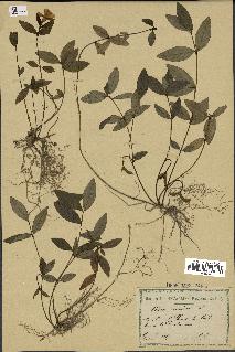 spécimen de Vinca minor
