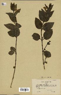 spécimen de Vinca acutiflora