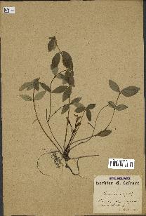 spécimen de Vinca minor