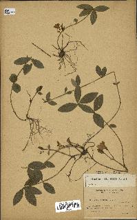 spécimen de Vinca minor