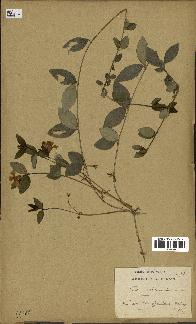 spécimen de Vinca minor