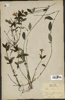 spécimen de Vinca minor
