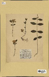 spécimen de Vinca minor