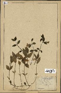 spécimen de Vinca minor