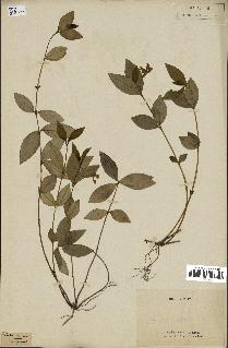 spécimen de Vinca minor