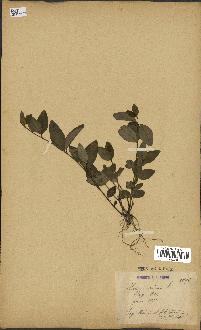 spécimen de Vinca minor