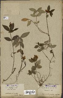 spécimen de Vinca minor