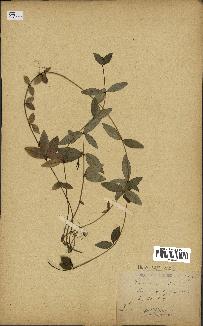 spécimen de Vinca minor