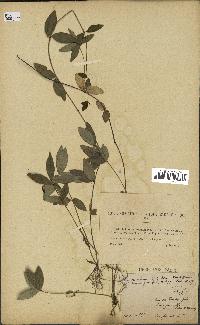 spécimen de Vinca minor