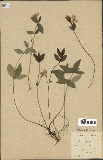 spécimen de Vinca minor