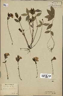 spécimen de Vinca minor
