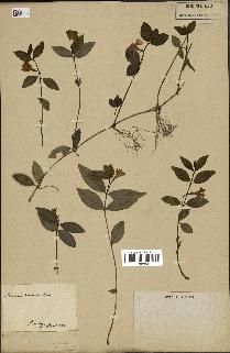 spécimen de Vinca minor