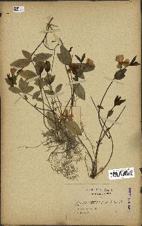 spécimen de Vinca minor