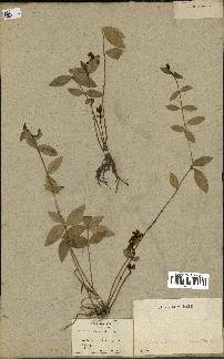 spécimen de Vinca minor