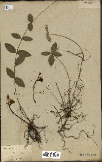 spécimen de Vinca minor