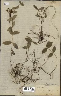 spécimen de Vinca minor
