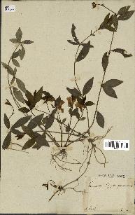 spécimen de Vinca minor