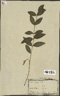 spécimen de Vinca minor