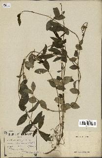 spécimen de Vinca minor