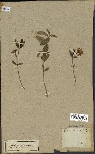 spécimen de Vinca minor