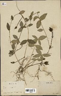 spécimen de Vinca minor