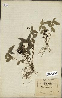 spécimen de Vinca minor