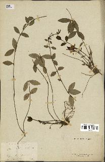 spécimen de Vinca minor