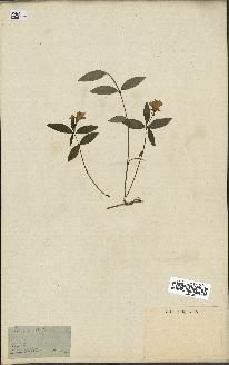 spécimen de Vinca minor