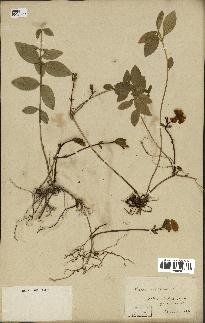 spécimen de Vinca minor