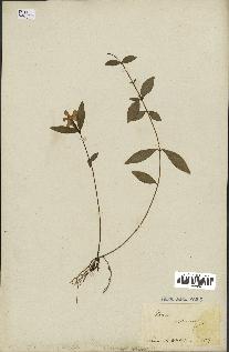spécimen de Vinca minor