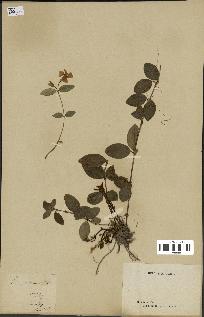 spécimen de Vinca minor